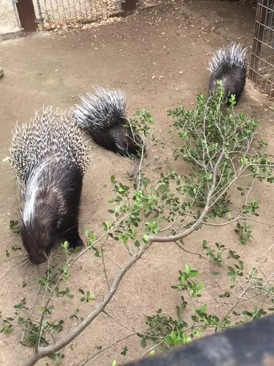 Three African crested porcupines eating leafy branches, seen from above.