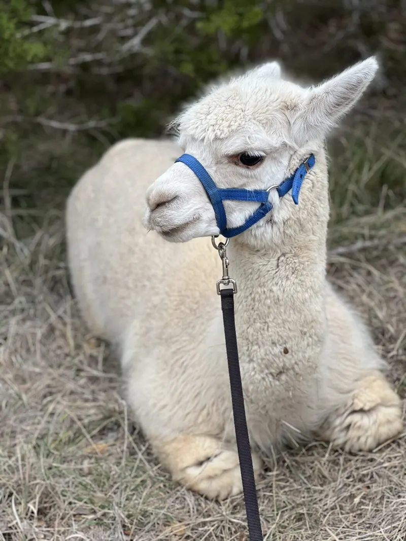 A white alpaca in a blue halter sitting in the grass.