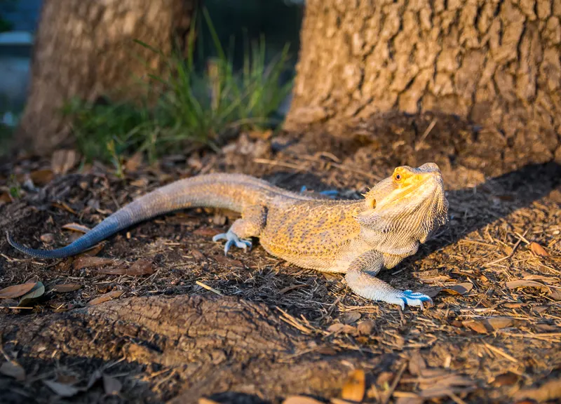 Mushu the bearded dragon basking on the ground beside a tree.