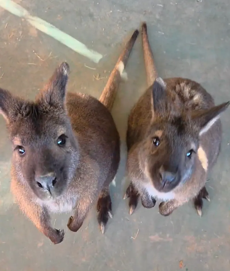 Two Bennett's wallabies looking up at the camera.