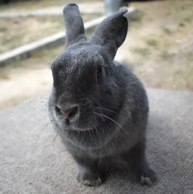 A grey bunny sitting on a concrete ledge.