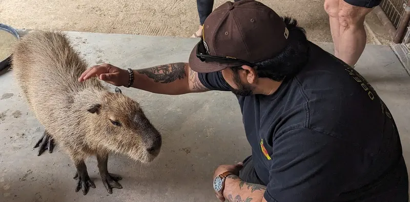 A guest pets a capybara under the covered area at Happy Tails.