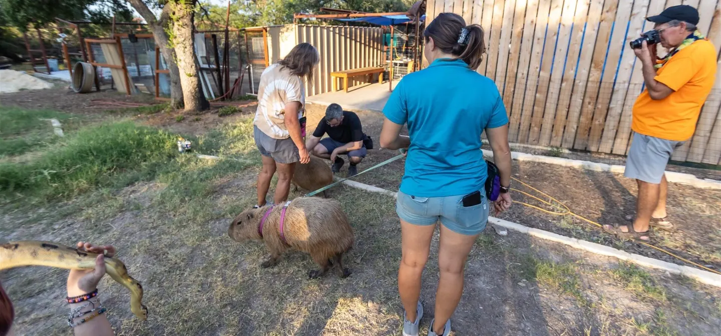 A group of adults gathered outdoors around a capybara during a team building session at Happy Tails.
