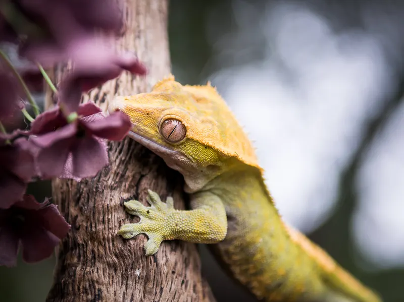 Gizmo the crested gecko clinging to a flowering branch.