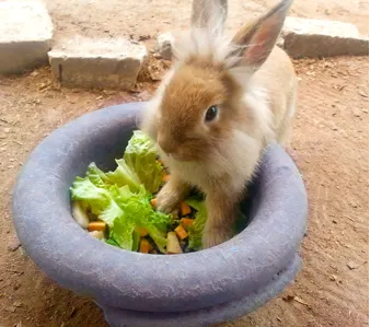 A brown rabbit eating lettuce from a bowl.