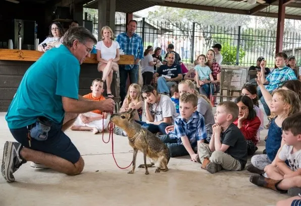 A handler kneels with a Patagonian cavy on a lead in front of a seated group of students.
