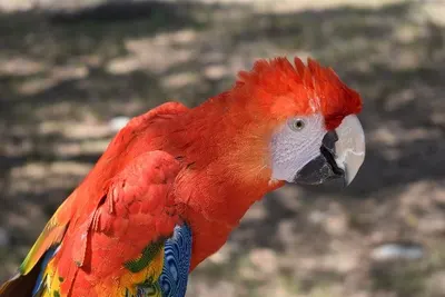 A scarlet macaw in profile.