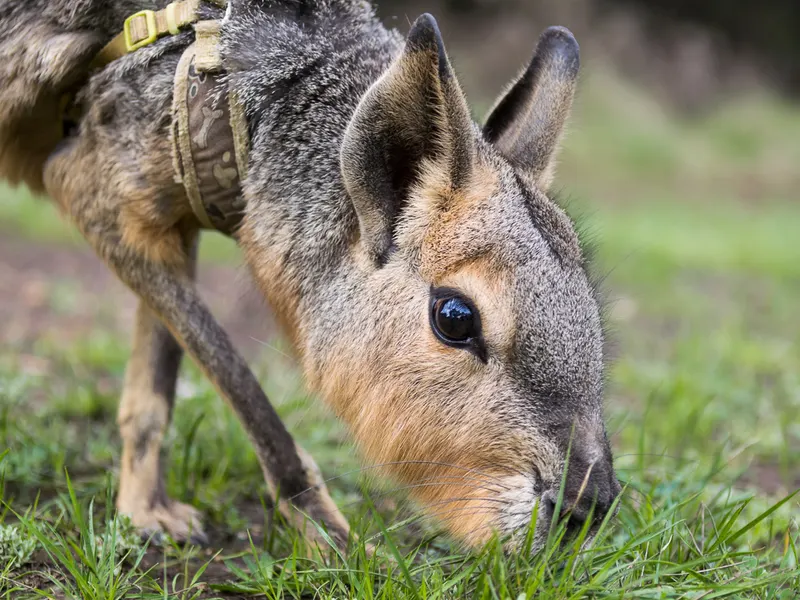 A Patagonian cavy grazing, in close-up.