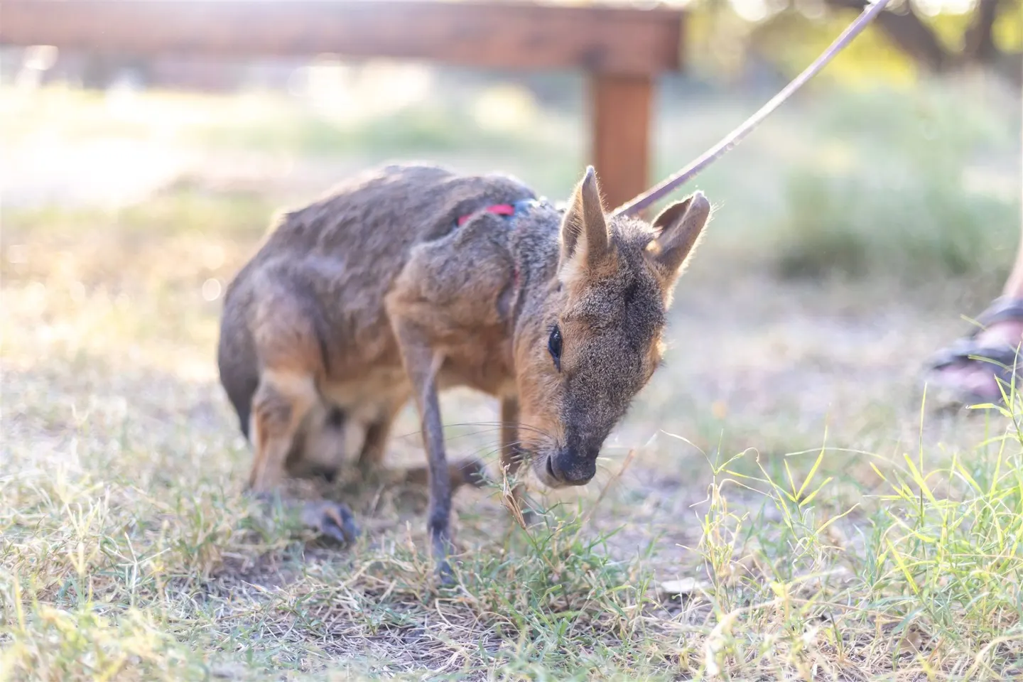 A Patagonian cavy on a lead in the Hill Country grass at Happy Tails Entertainment.