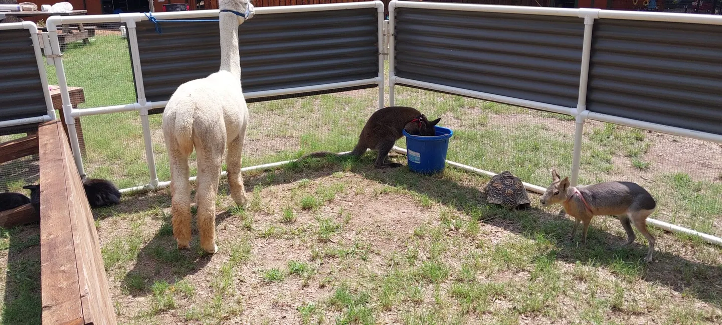 An alpaca and a Patagonian cavy inside the fenced petting zoo set up for Petting Zoo Sundays.
