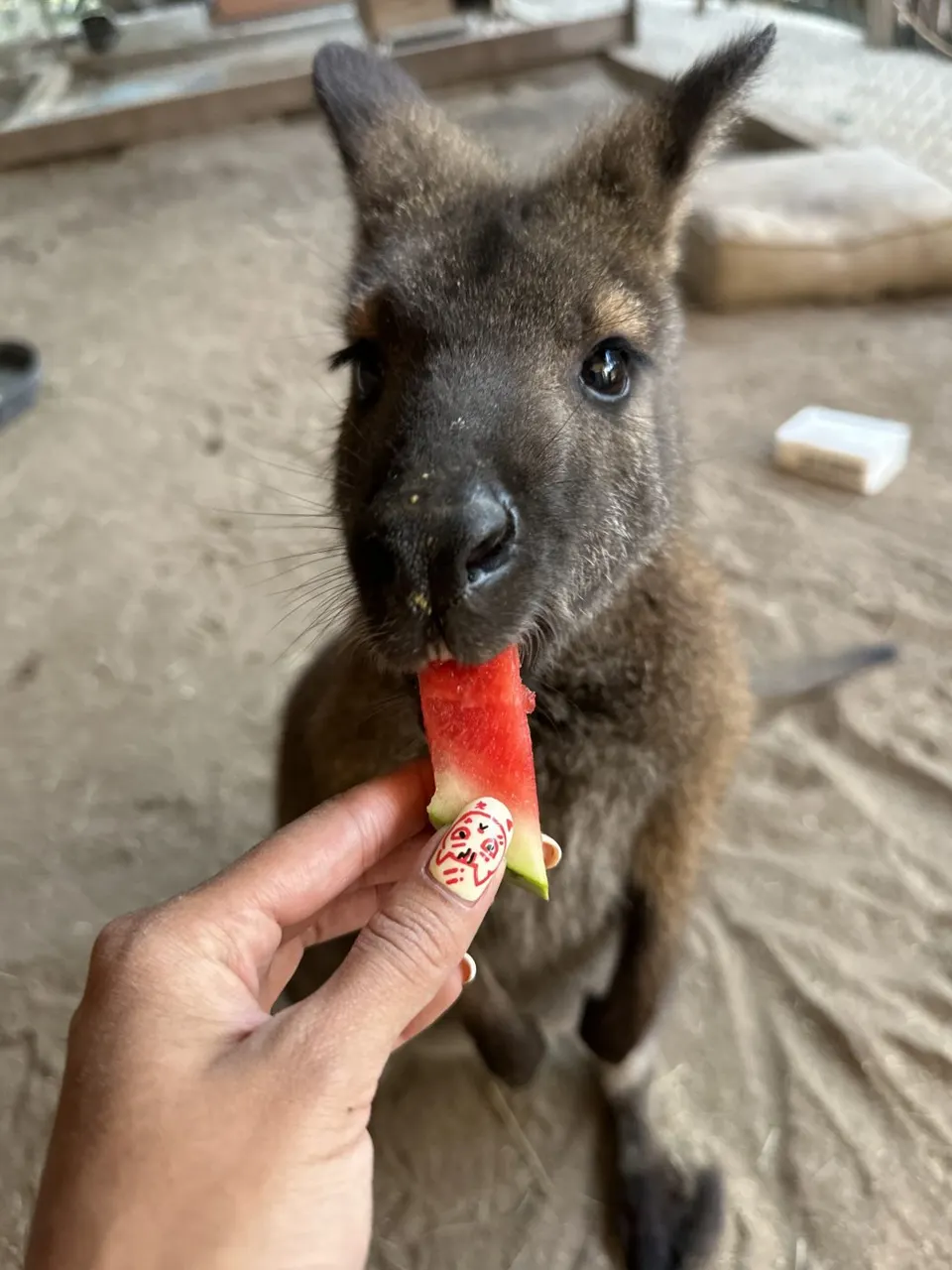 A wallaby takes a strawberry from a guest's hand.